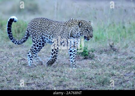 An african leopard walks across the savannah Stock Photo