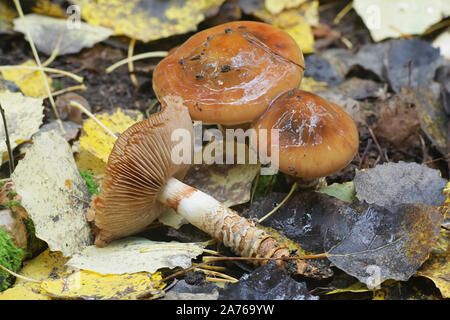 Cortinarius trivialis, known as Girdled Webcap, wild mushroom from Finland Stock Photo