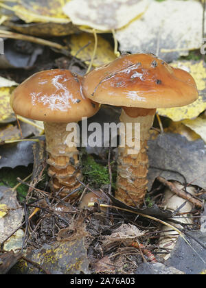 Cortinarius trivialis, known as Girdled Webcap, wild mushroom from Finland Stock Photo