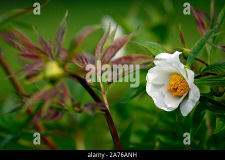 Paeonia suffruticosa,white coloured flower,tree peony,spring,garden,gardens,RM Floral Stock Photo