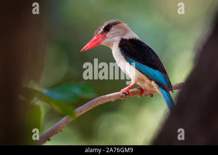 Brown-hooded Kingfisher - Halcyon albiventris red billed bird with brown and blue wings from Sub-Saharan Africa, living in woodland, scrubland, forest Stock Photo