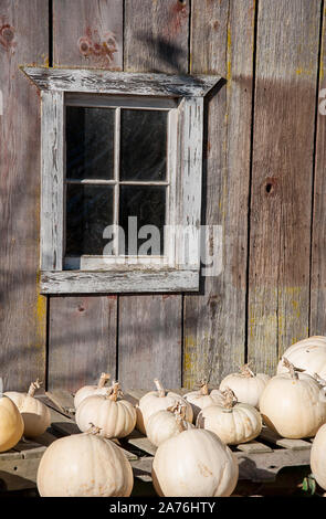 White pumpkins near white window against a rustic barn wall.  Striking and simple fall vertical image. Stock Photo
