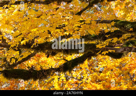 Autumn tree with moss tree, brilliant golden yellow leaves on this fall tree and lots of moss hanging from the branches in the autumn nature image. Stock Photo