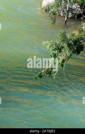 An image of tree branches in the water in fog Stock Photo - Alamy