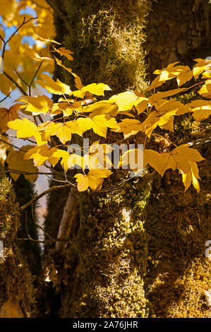 Nature yellow leaves against mossy tree in this autumn landscape showing fall colors. Stock Photo