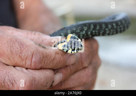 a man caught a snake. Grandpa hold a head of the snake in the his hands. Stock Photo