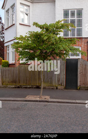 Japanese Hornbeam (Carpinus japonica) street tree, Dulwich, London SE21, UK Stock Photo