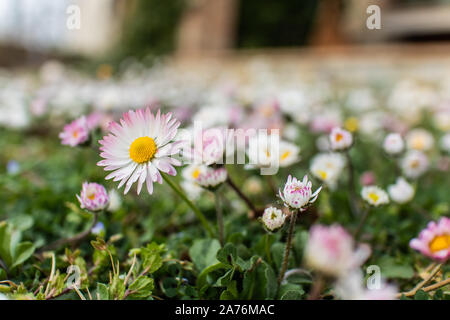 Daisy flowers on a green grass garden Stock Photo