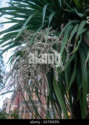 Fruits of a Cabbage palm (Cordyline australis) urban tree, UK Stock Photo