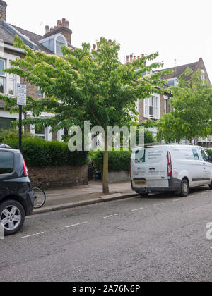 Table dogwood (Cornus controversa) street tree in flower, Hackney, London, N4 UK Stock Photo