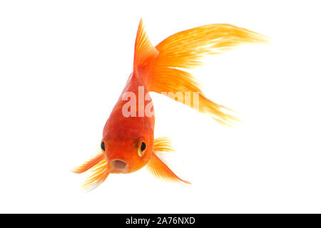 Gold Fish on White background Stock Photo