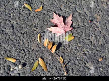 Fallen autumn tree leaves on pavement Stock Photo