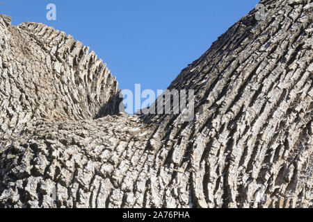 Tree bark texture against blue sky of tree with one branch cut off Stock Photo