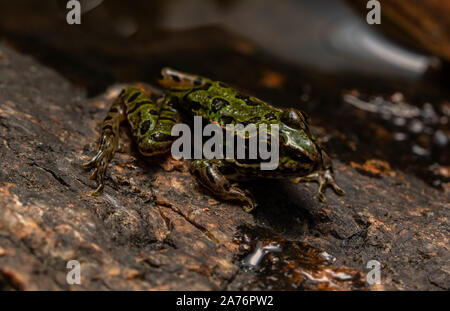 Northern Leopard Frog (Lithobates pipiens) from Jefferson County, Colorado, USA. Stock Photo