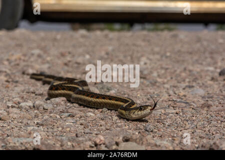 New Mexico Gartersnake (Thamnophis sirtalis dorsalis) from Socorro County, New Mexico, USA. Stock Photo