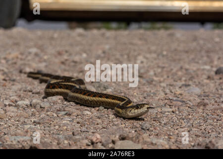 New Mexico Gartersnake (Thamnophis sirtalis dorsalis) from Socorro County, New Mexico, USA. Stock Photo