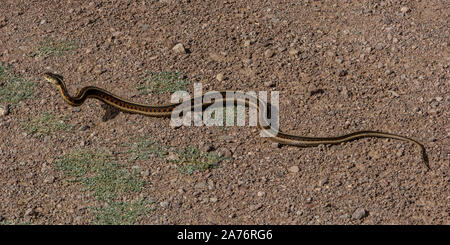 New Mexico Gartersnake (Thamnophis sirtalis dorsalis) from Socorro County, New Mexico, USA. Stock Photo