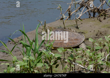 Eastern Spiny Softshell (Apalone s. spinifera) from Morgan County, Colorado, USA. Stock Photo