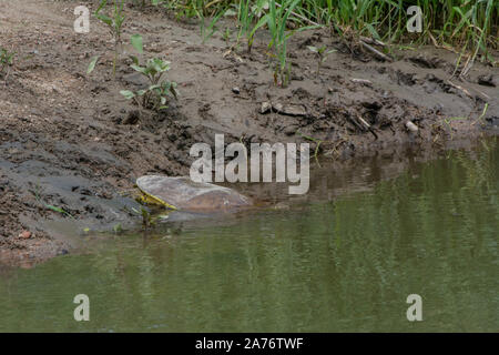 Eastern Spiny Softshell (Apalone s. spinifera) from Morgan County, Colorado, USA. Stock Photo