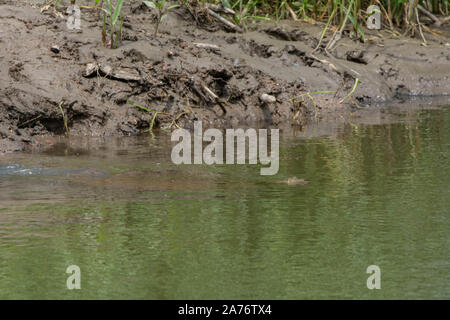 Eastern Spiny Softshell (Apalone s. spinifera) from Morgan County, Colorado, USA. Stock Photo