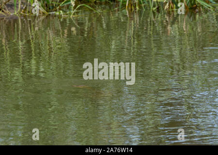 Eastern Spiny Softshell (Apalone s. spinifera) from Morgan County, Colorado, USA. Stock Photo
