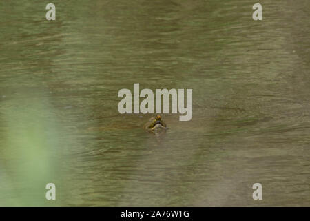 Eastern Spiny Softshell (Apalone s. spinifera) from Morgan County, Colorado, USA. Stock Photo
