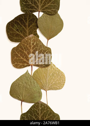 Pressed and dried leaves summer autumn flowers herbs patern Stock Photo