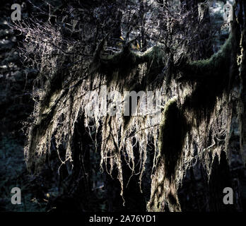 Creepy glowing old man's beard lichen in an old growth forest in Southeast Alaska. Stock Photo