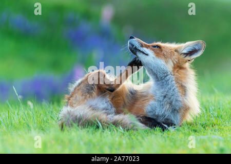 Red fox (Vulpes vulpes), Summer, Eastern United States, by Dominique Braud/Dembinsky Photo Assoc Stock Photo