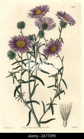 Ashy tansy-aster, Dieteria canescens var. incana. (Hoary diplopappus, Diplopappus incanus). Native to California. Handcoloured copperplate engraving by S. Watts after an illustration by Miss Drake from Sydenham Edwards' 'The Botanical Register,' London, Ridgway, 1834. Sarah Anne Drake (1803-1857) drew over 1,300 plates for the botanist John Lindley, including many orchids. Stock Photo