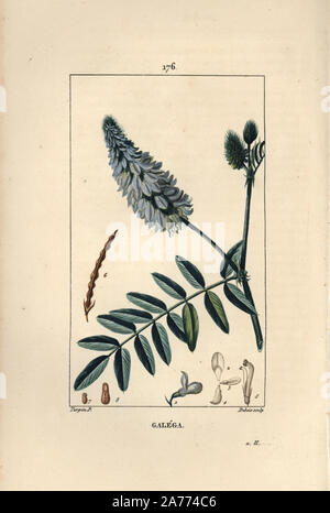 Goat's rue, Galega officinalis, with flower, leaf, and seed. Handcoloured stipple copperplate engraving by Dubois from a drawing by Pierre Jean-Francois Turpin from Chaumeton, Poiret and Chamberet's 'La Flore Medicale,' Paris, Panckoucke, 1830. Turpin (17751840) was one of the three giants of French botanical art of the era alongside Pierre Joseph Redoute and Pancrace Bessa. Stock Photo