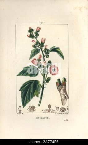 Marsh mallow, Althaea officinalis. Handcoloured stipple copperplate engraving by Lambert Junior from a drawing by Pierre Jean-Francois Turpin from Chaumeton, Poiret and Chamberet's 'La Flore Medicale,' Paris, Panckoucke, 1830. Turpin (17751840) was one of the three giants of French botanical art of the era alongside Pierre Joseph Redoute and Pancrace Bessa. Stock Photo