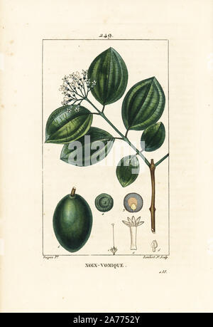 Strychnine tree or poison nut, Strychnos nux-vomica, with fruit, seed, leaf and flower. Handcoloured stipple copperplate engraving by Lambert Junior from a drawing by Pierre Jean-Francois Turpin from Chaumeton, Poiret and Chamberet's 'La Flore Medicale,' Paris, Panckoucke, 1830. Turpin (17751840) was one of the three giants of French botanical art of the era alongside Pierre Joseph Redoute and Pancrace Bessa. Stock Photo