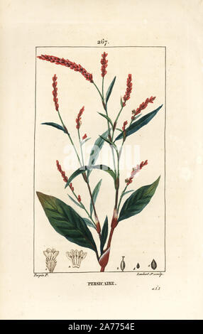 Water-pepper, Persicaria hydropiper (Polygonum hydropiper), with flower, stalk and leaf. Handcoloured stipple copperplate engraving by Lambert Junior from a drawing by Pierre Jean-Francois Turpin from Chaumeton, Poiret and Chamberet's 'La Flore Medicale,' Paris, Panckoucke, 1830. Turpin (17751840) was one of the three giants of French botanical art of the era alongside Pierre Joseph Redoute and Pancrace Bessa. Stock Photo