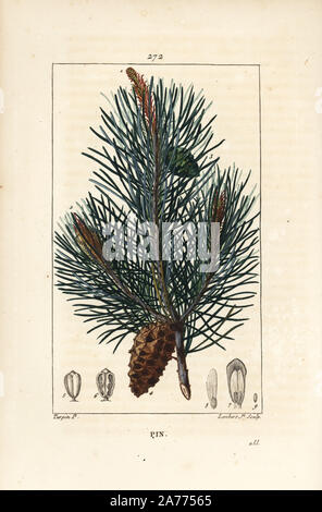 Wild pine tree or Scots pine, Pinus sylvestris, with branch, needle, and pine cone. Handcoloured stipple copperplate engraving by Lambert Junior from a drawing by Pierre Jean-Francois Turpin from Chaumeton, Poiret and Chamberet's 'La Flore Medicale,' Paris, Panckoucke, 1830. Turpin (17751840) was one of the three giants of French botanical art of the era alongside Pierre Joseph Redoute and Pancrace Bessa. Stock Photo