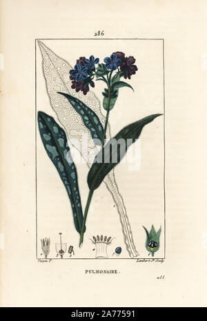 Lungwort, Pulmonaria officinalis, with flower, leaf, stalk, and leaf in outline. Handcoloured stipple copperplate engraving by Lambert Junior from a drawing by Pierre Jean-Francois Turpin from Chaumeton, Poiret and Chamberet's 'La Flore Medicale,' Paris, Panckoucke, 1830. Turpin (17751840) was one of the three giants of French botanical art of the era alongside Pierre Joseph Redoute and Pancrace Bessa. Stock Photo