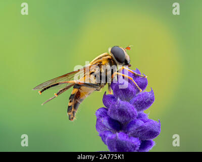 Colourful hover fly, Helophilus fasciatus perched on a Salvia flower while grooming its body with its hind legs. Side view Stock Photo