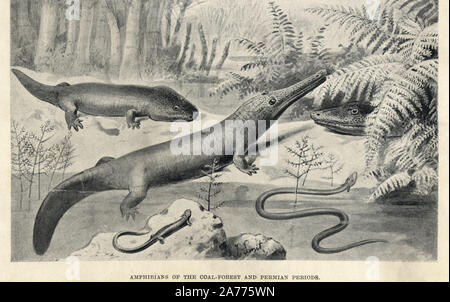 Sclerocephalus haeuseri (Actinodon), Keraterpeton galvani (Ceraterpeton), Archegosaurus decheni, Phlegethontia longissima (Dolichosoma), and head of Loxomma under ferns. Amphibians of the coal forest and Permian periods. Illustration by J. Smit from H. N. Hutchinson's 'Extinct Monsters and Creatures of Other Days,' Chapman and Hall, London, 1894. Stock Photo