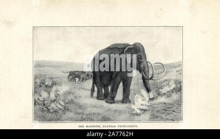 Illustration of a woolly mammoth (Elephas primigenius, now Mammuthus ...