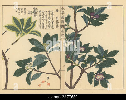 Winter daphne, Daphne odora Thunb., Indian paper plant or lokta, Daphne papyracea (Daphne cannabina Wall.) and winter daphne variety, Daphne odora Thunb. forma marginata Mak. Colour-printed woodblock engraving by Kan'en Iwasaki from 'Honzo Zufu,' an Illustrated Guide to Medicinal Plants, Japan, 1884. Iwasaki (1786-1842) was a Japanese botanist, entomologist and zoologist. He was one of the first Japanese botanists to incorporate western knowledge into his studies. Stock Photo