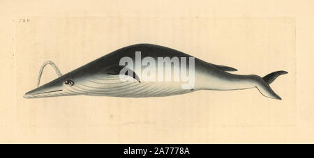 Blue whale, Balaenoptera musculus. Endangered cetacean. Illustration drawn and engraved by Richard Polydore Nodder. Handcoloured copperplate engraving from George Shaw and Frederick Nodder's 'The Naturalist's Miscellany,' London, 1805. Stock Photo