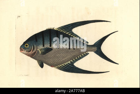 Derbio or pompano fish, Trachinotus ovatus. Illustration drawn and engraved by Richard Polydore Nodder. Handcoloured copperplate engraving from George Shaw and Frederick Nodder's 'The Naturalist's Miscellany,' London, 1805. Stock Photo