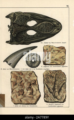 Skull and tooth of extinct temnospondyl amphibian Mastodonsaurus jaegeri, footprints of Eubrontes giganteus, tracks of Chirotherium and single footprint of Eubrontes giganteus. Chromolithograph from Dr. Fr. Rolle's 'Geology and Paleontology' section in Gotthilf Heinrich von Schubert's 'Naturgeschichte,' Schreiber, Munich, 1886. Stock Photo