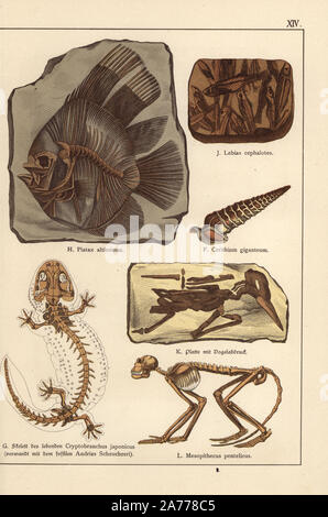 Fossil skeletons of extinct spiny creeper shell Cerithium giganteum, living Japanese giant salamander, Andrias japonicus (Cryptobranchus japonicus), fossil fish Platax altissumus and Lebias cephalotes, print of bird, and skeleton of middle monkey Mesopithecus pentelicus. Chromolithograph from Dr. Fr. Rolle's 'Geology and Paleontology' section in Gotthilf Heinrich von Schubert's 'Naturgeschichte,' Schreiber, Munich, 1886. Stock Photo