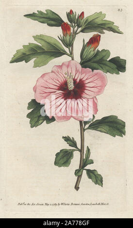 Syrian hibiscus, Hibiscus syriacus. (Rose of Sharon, Althaea frutex) National flower of Korea. Handcoloured copperplate engraving from William Curtis's 'Botanical Magazine,' 1789. Botanical illustration unsigned, but possibly by James Sowerby. Stock Photo