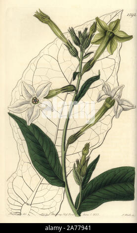 Shiraz or Persian tobacco, Nicotiana alata (Nicotiana persica). Handcoloured copperplate engraving by S. Watts after an illustration by Miss Drake from Sydenham Edwards' 'The Botanical Register,' London, Ridgway, 1833. Sarah Anne Drake (1803-1857) drew over 1,300 plates for the botanist John Lindley, including many orchids. Stock Photo