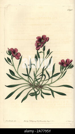Fringed redmaid, Calandrinia ciliata (Shewy or showy calandrinia, Calandrinia speciosa). Handcoloured copperplate engraving by S. Watts after an illustration by Miss Drake from Sydenham Edwards' 'The Botanical Register,' London, Ridgway, 1833. Sarah Anne Drake (1803-1857) drew over 1,300 plates for the botanist John Lindley, including many orchids. Stock Photo