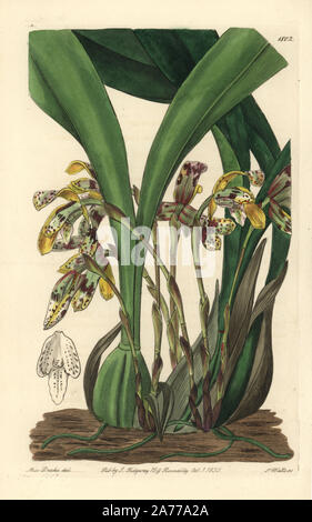 Brasiliorchis picta orchid (Painted maxillaria, Maxillaria picta). Handcoloured copperplate engraving by S. Watts after an illustration by Miss Drake from Sydenham Edwards' 'The Botanical Register,' London, Ridgway, 1835. Sarah Anne Drake (1803-1857) drew over 1,300 plates for the botanist John Lindley, including many orchids. Stock Photo