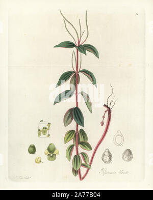 Villous peperomia or radiator plant, Peperomia blanda. Handcoloured copperplate engraving by J. Swan after a botanical illustration by William Jackson Hooker from his own 'Exotic Flora,' Blackwood, Edinburgh, 1823. Hooker (1785-1865) was an English botanist who specialized in orchids and ferns, and was director of the Royal Botanical Gardens at Kew from 1841. Stock Photo