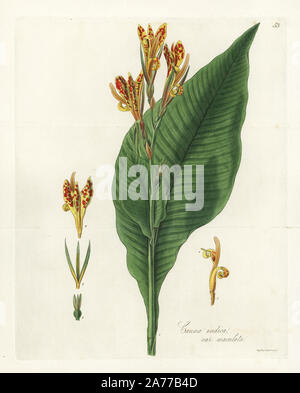 Indian shot, spotted flowered variety, Canna indica var. maculata. Handcoloured copperplate engraving by J. Swan after a botanical illustration by William Jackson Hooker from his own 'Exotic Flora,' Blackwood, Edinburgh, 1823. Hooker (1785-1865) was an English botanist who specialized in orchids and ferns, and was director of the Royal Botanical Gardens at Kew from 1841. Stock Photo